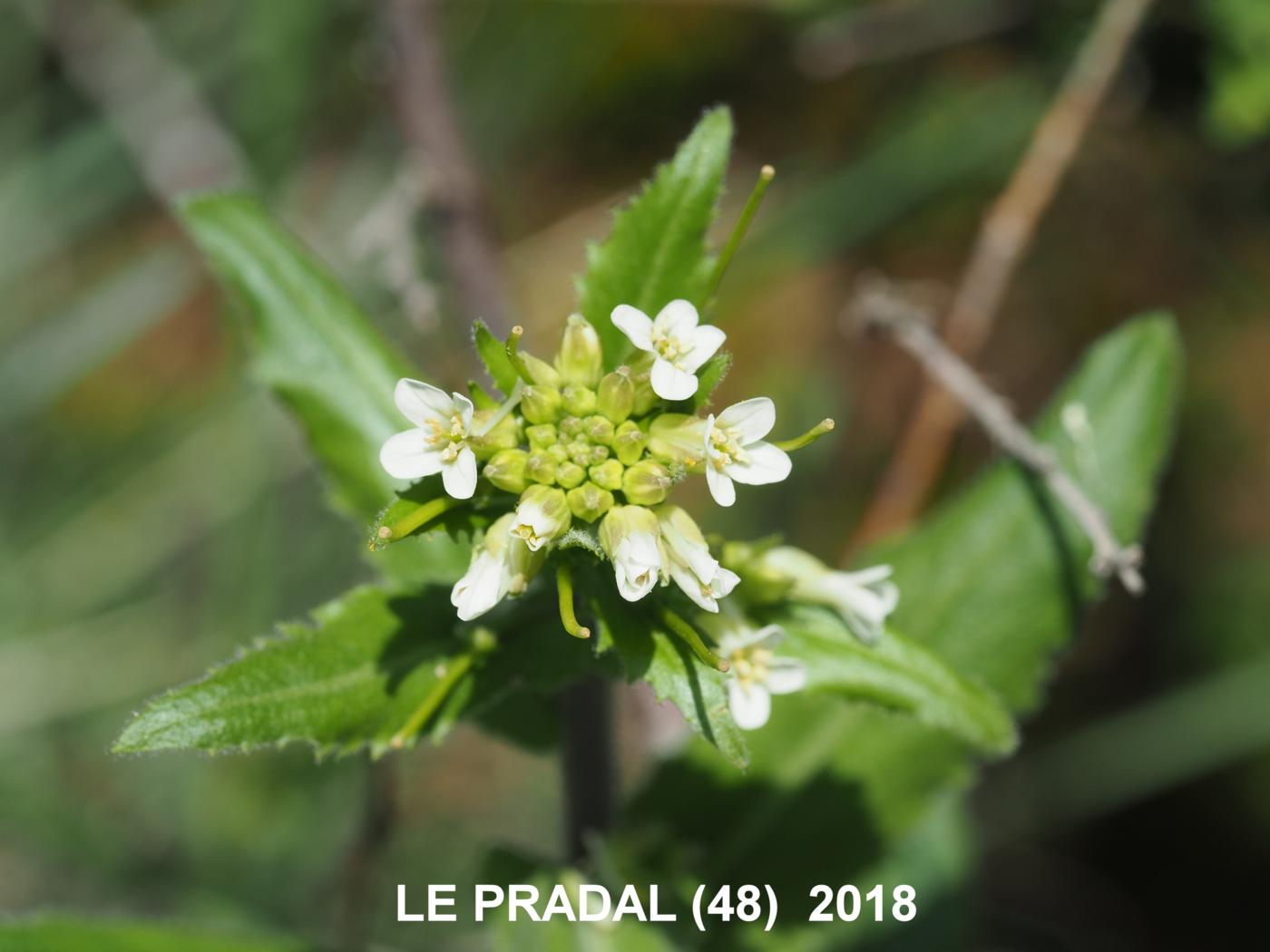 Rock-cress, [Eared] flower